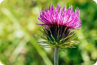 Milk Thistle