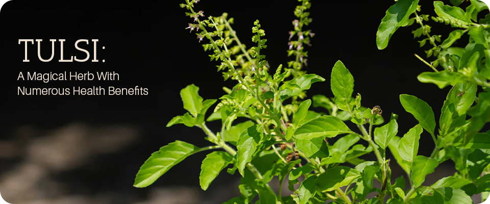 Tulsi: A Magical Herb With Numerous Health Benefits