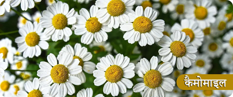 Chamomile