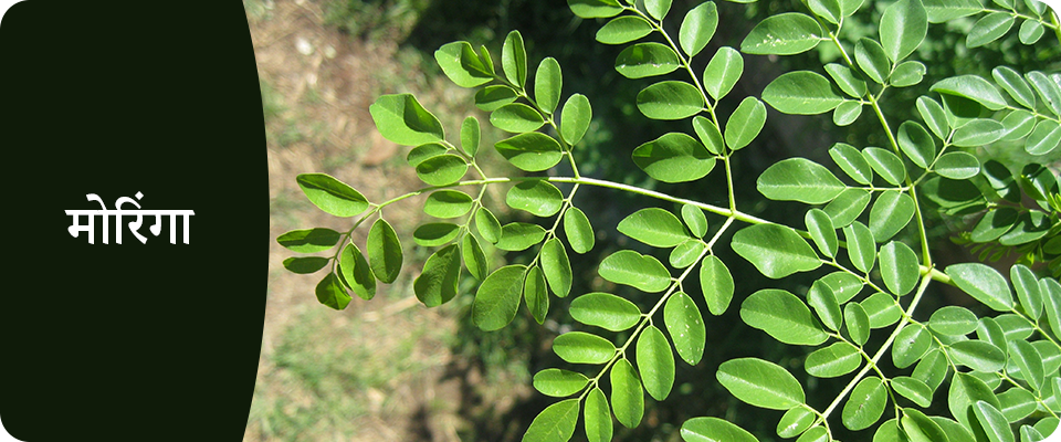 Moringa