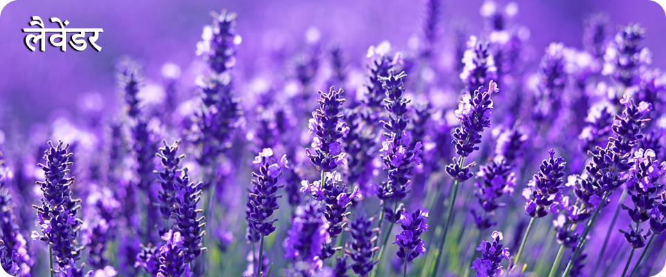 lavender