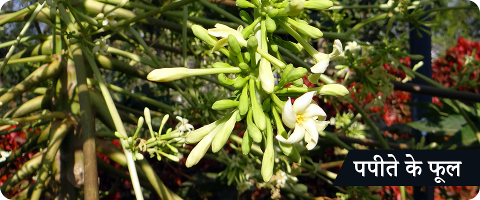 papaya flowers