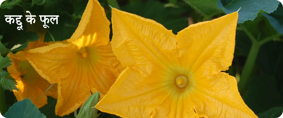 pumpkin flowers